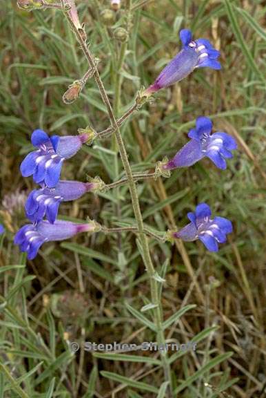 penstemon laetus var laetus 2 graphic